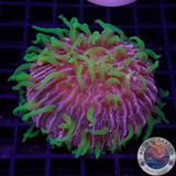 Fungia spp. „Rainbow“