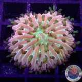 Fungia spp. „Rainbow“ WYSIWYG