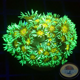 Goniopora spp. „Sunflower“ WYSIWYG