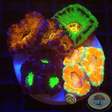 Micromussa spp. „4th Element“