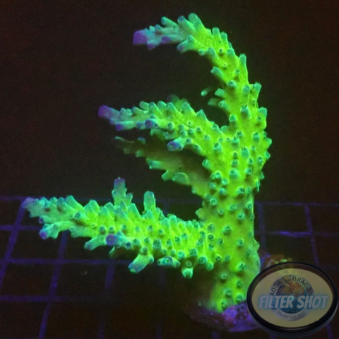 Acropora tortuosa „Electric Miyagi“ AD Special