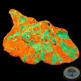 Echinophyllia spp. „Nacho Cheese“ WYSIWYG „AD Special“