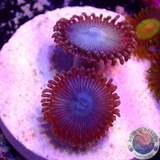 Krustenanemonen „Heaven Scent“ AD Special