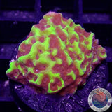 Montipora spp. „Toxic Fuel“