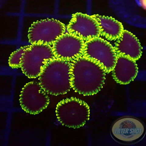 Krustenanemonen „Joker“