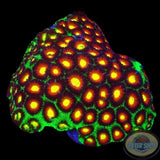 Favia spp. „Magma“ WYSIWYG