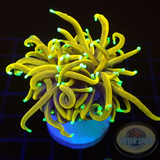 Euphyllia glabrescens „Gold Dragon“ 🐉 AD Special