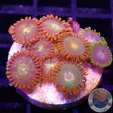 Krutenanemonen „Mixi Daisy“ WYSIWYG