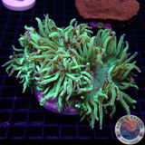 Catalaphyllia jardinei „Toxic Kate“ WYSIWYG „AD Special“