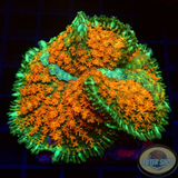 Rhodactis spp. „Flower Carpet“ WYSIWYG