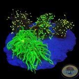 Euphyllia glabrescens „Funky Island“ WYSIWYG „AD Special“