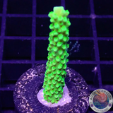 Acropora „Green Slimer“ AD Special