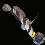 Stonogobiops xanthorhinica „Gelbnasen-Grundel“