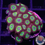 Krustenanemonen „Brazil“ WYSIWYG