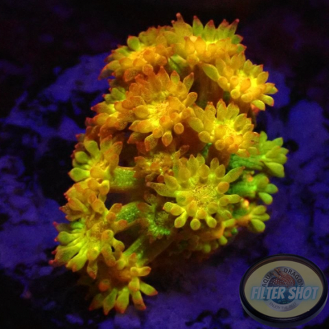 Bernardpora spp. „Golden Glitter“ ✨ AD Special