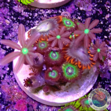 Krustenanemonen „Afro Brazil Knopia“ WYSIWYG