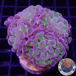 Euphyllia baliensis „Voodoo Child“