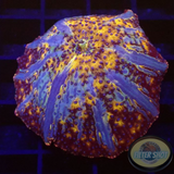 Discosoma spp. „Milky Way“ WYSIWYG „AD Special“