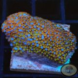 Montipora spp. 🌈 „Rainbow“ AD Special