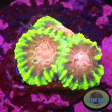 Favia spp. „Raptor Peace“ WYSIWYG „AD Special“