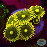 Krustenanemonen „Blueberry Pie“