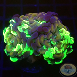 Euphyllia baliensis „Grafted Voodoo“ WYSIWYG „AD Special“