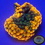 Ricordea florida „Shyne“ WYSIWYG „AD Special“