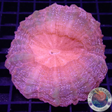 Acanthophyllia deshayesiana „Twilight“ WYSIWYG