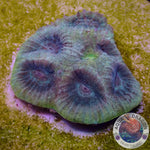 Favia spp. “Yellow Submarine” WYSIWYG