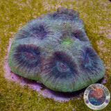 Favia spp. “Yellow Submarine” WYSIWYG
