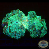 Acanthophyllia deshayesiana „Galaxy Split“ WYSIWYG