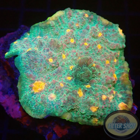 Echinophyllia spp. „Sky High“ WYSIWYG