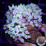 Entacmaea quadricolor „Lemon Bubble“ WYSIWYG