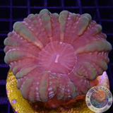 Cynarina lacrymalis „Orange Cat“ WYSIWYG „AD Special“