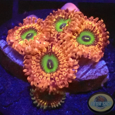 Krustenanemonen „Chucky‘s Bride“ AD Special