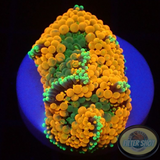 Ricordea florida „Shyne“ WYSIWYG „AD Special“