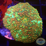Discosoma spp. „Dotty Jaw“