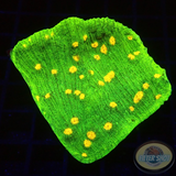 Echinophyllia spp. „Space Invader“ WYSIWYG