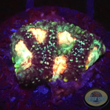 Favia spp. „Elysium“ WYSIWYG