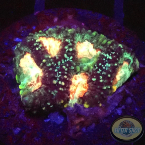 Favia spp. „Elysium“ WYSIWYG