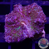 Ricordea yuma „Rainbow“ WYSIWYG