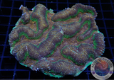 Lobophyllia spp. „Mystic“ WYSIWYG „AD Special“