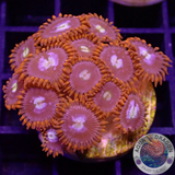 Krustenanemonen „Fire&Ice“