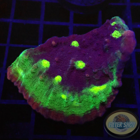 Echinophyllia spp. „Lady Dino“ AD Special