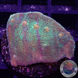 Echinophyllia spp. „Galaxy“ WYSIWYG „AD Special“