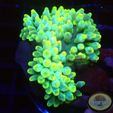 Entacmaea quadricolor „Lemon Bubble“ WYSIWYG