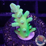 Acropora austera „Kryptonite“ AD Special