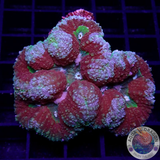 Symphyllia spp. „Forest Crown“ WYSIWYG