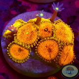 Krustenanemonen „Scarface Knopia“ WYSIWYG „AD Special“