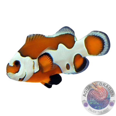 Amphiprion ocellaris „Mocha Storm“ Nachzucht